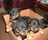 Rottweiler Welpen.fühlen Sie sich...